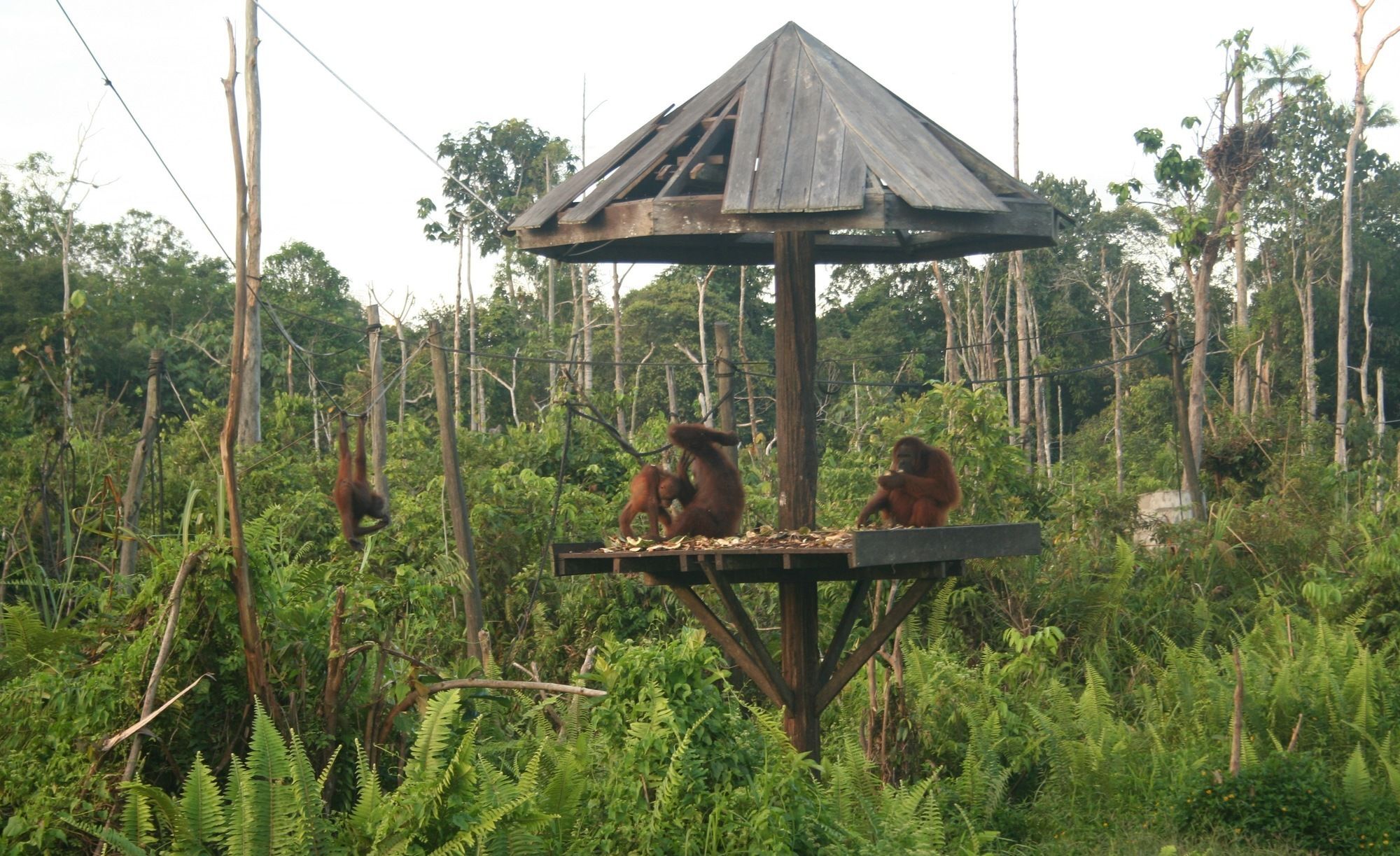 Samboja Lodge Balikpapan  Exterior foto